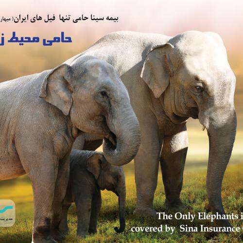 فیل‌های ایران تحت پوشش بیمه سینا